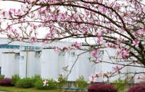 龍城四月天，最美在司能